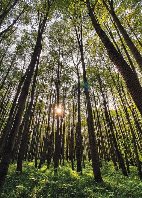 Summer Forest Landscape With Green Plants On Ground Sun Shines Through