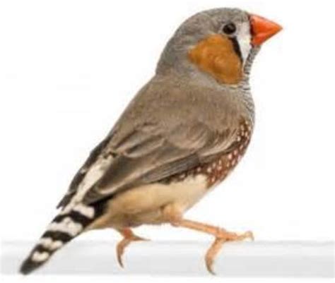 Zebra Finch Pets Australia