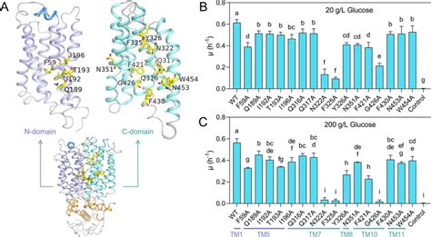 Effect Of Alanine Mutations In Conserved Residues On The Glucose