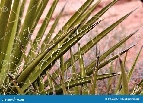 Desert Yucca Plant stock image. Image of foliage, environment - 116583291