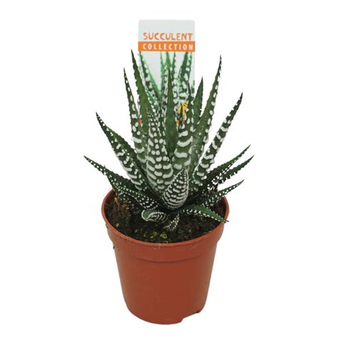 Haworthia Fasciata Big Band Plant Wholesale FlorAccess