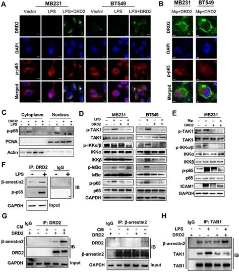 Tumor suppressor DRD2 facilitates M1 macrophages and restricts NF-κB ... 