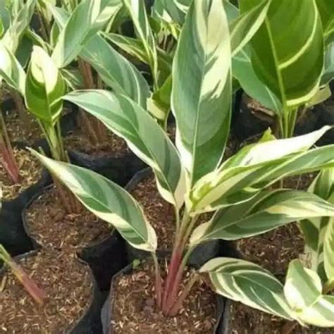 Jual Tanaman Hias Heliconia Variegata Pisang Pisangan Variegata