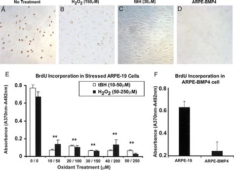 Bmp Mediates Oxidative Stress Induced Retinal Pigment Epithelial Cell