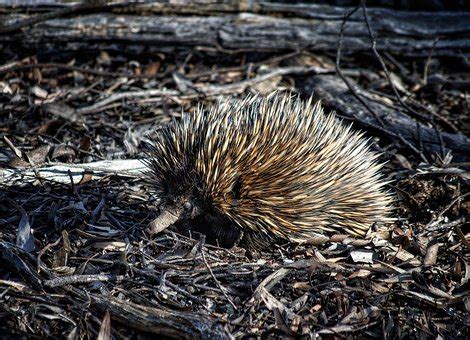 20+ Free Echidna & Australia Images