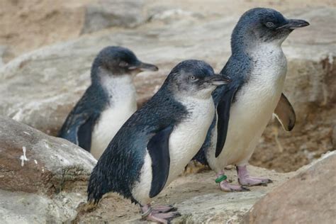 Cute Fairy Penguins