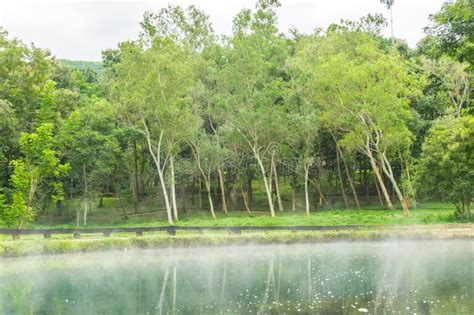 Peaceful Natural Hot Springs In A Forest Stock Image Image Of Freedom Landscape 80010131