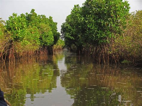 My Journeys: Pichavaram mangrove forest