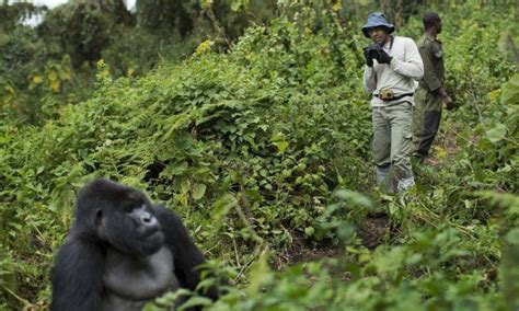 Gorilla Trekking in Volcanoes National Park | Rwanda Gorilla Safaris