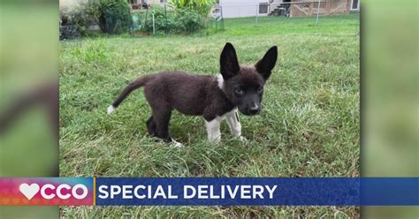 Mail carrier delivers “Priority” the puppy! - CBS Minnesota