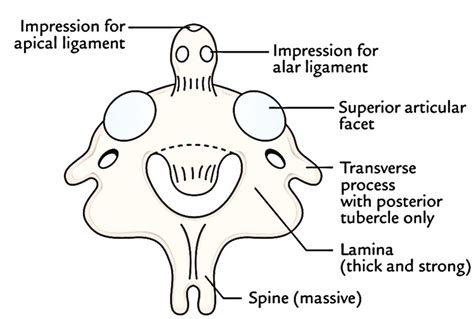 Easy Notes On 【cervical Vertebrae】learn In Just 6 Minutes