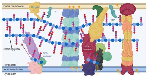 Peptidoglycan Structure