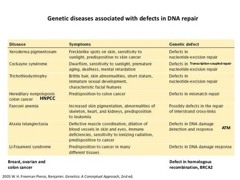 Dna Repair Pathways