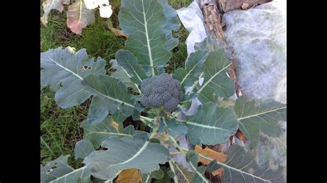 Récolte du chou brocoli bio et cueillette des jets dans mon jardin