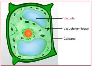 Vacuole Biologielessen Nl