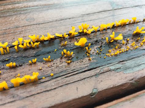 The Fungi That Grow On Wood Are Called At Jane Fava Blog