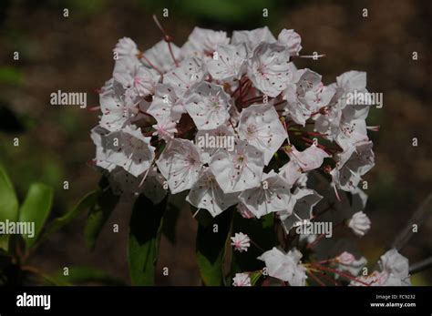 Mountain Laurel Hi Res Stock Photography And Images Alamy