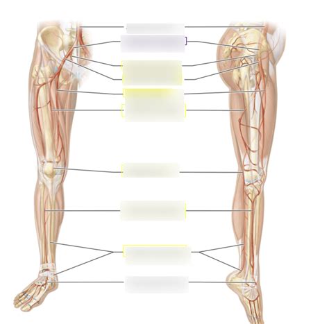 Arteries Of The Limbs Diagram Quizlet