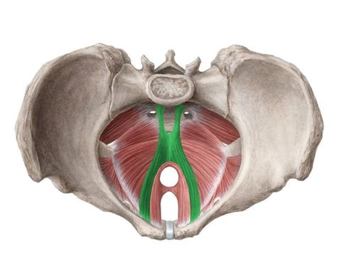 Pin En Anatomia Del Piso Pelvico