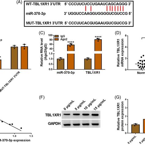 Tbl1xr1 Was Targeted By Mir‐370‐3p A The Binding Sites Between