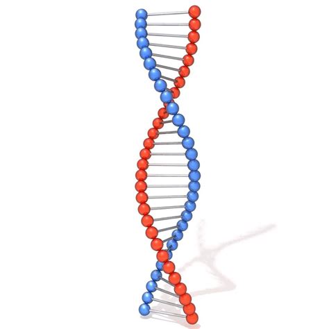 Dna Molecule 3d Model Cgtrader