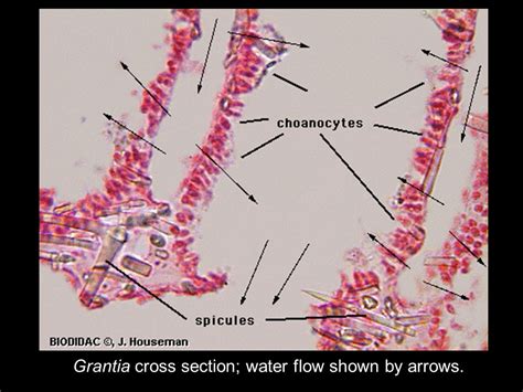 Grantia Cross Section Labeled