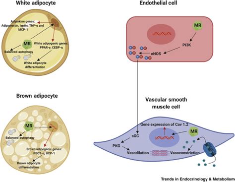 Mineralocorticoid Receptors In Metabolic Syndrome From Physiology To