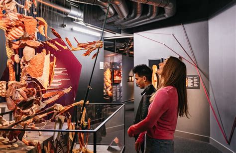 Berl N Tickets Para El Museo Body Worlds De Berl N Getyourguide