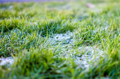 Free Images Tree Nature Cold Field Ground Lawn Meadow Sunlight