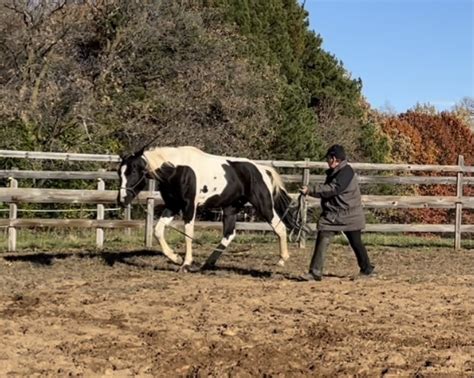 Lunging A Gaited Horse 1 Naturally Gaited Horse