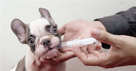 Exactly How Much Amoxicillin to Give Your Dog (with a Dosage Chart) - A-Z Animals