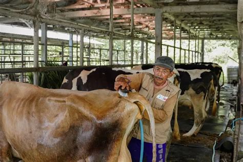 Kontribusi Besar Untuk Ekonomi Kemenperin Dorong Industri Susu Maju Pesat