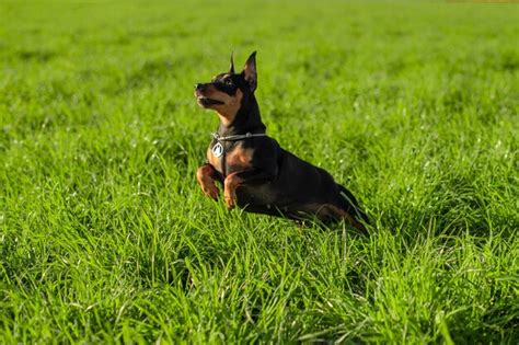 Um Cachorro Correndo Em Um Campo De Grama Foto Premium