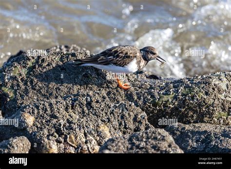 Ruddy Turnstone Arenaria Interpres In Non Breeding Plumage With