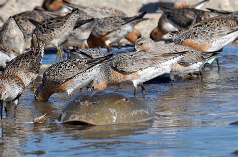 The Red Knot Cape Cod National Seashore Us National Park Service