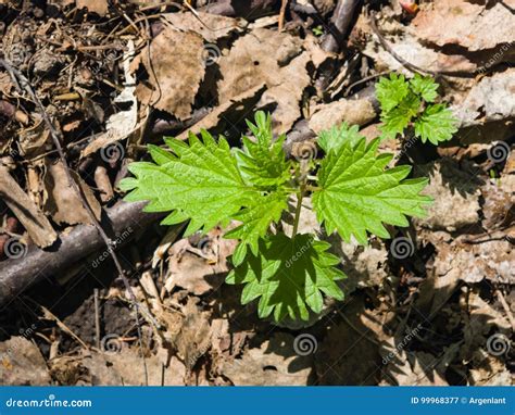 Common Or Stinging Nettle Urtica Dioica Small Plant Macro Selective