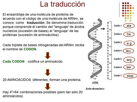 Biología grado noveno DIAPOSITIVAS CÓDIGO GENÉTICO Y SÍNTESIS DE PROTEINAS