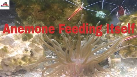 Anemone Feeding Youtube