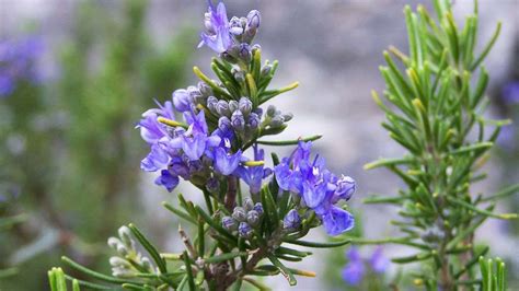 Che Belli I Fiori Di Rosmarino Come Aiutare La Tua Pianta A Fiorire In