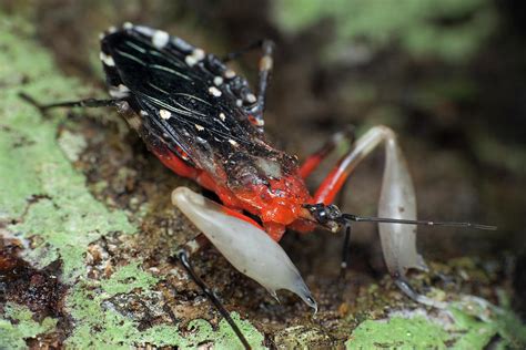 Tree Resin Assassin Bug Photograph By Melvyn Yeoscience Photo Library