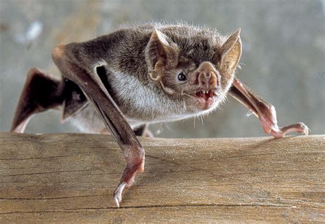 Especie Del D A El Murci Lago Vampiro Desmodus Rotundus La Verdad