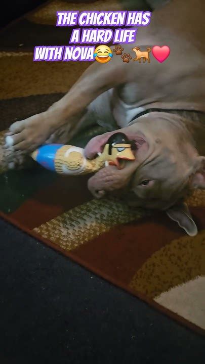 How My Dog Does The Chicken Toss 🐾🐕 ️😂 Americanbullybreed Adorabledog