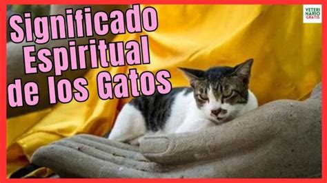 El Misterioso Significado De Los Gatos En El Mundo Espiritual Revelado