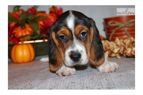 Aubree Beagle Puppy For Sale Near Sioux City Iowa 646c5feb 6731