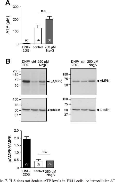 Figure From Hydrogen Sulfide Decreases Adrenergic Agonist