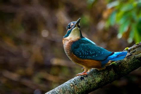 Kingfisher Pennington Flash Edmondson Hide Colin Ball Flickr