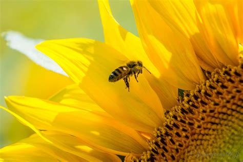 Free Images Nature Blossom Petal Bloom Summer Pollen Botany