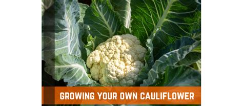 Backyard Gardening And Cauliflower How To Grow Cauliflower Farm