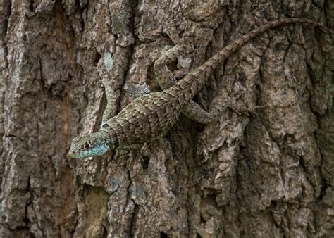 Eastern Collared Spiny Lizard Tropidurus Teyumirim Mato Flickr