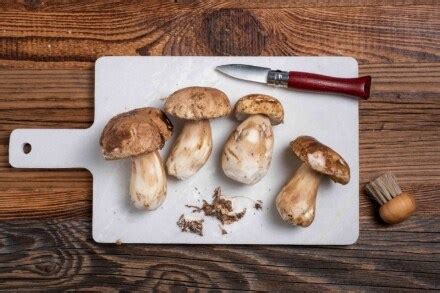 Ricetta Polenta Con Funghi Porcini Cucchiaio D Argento